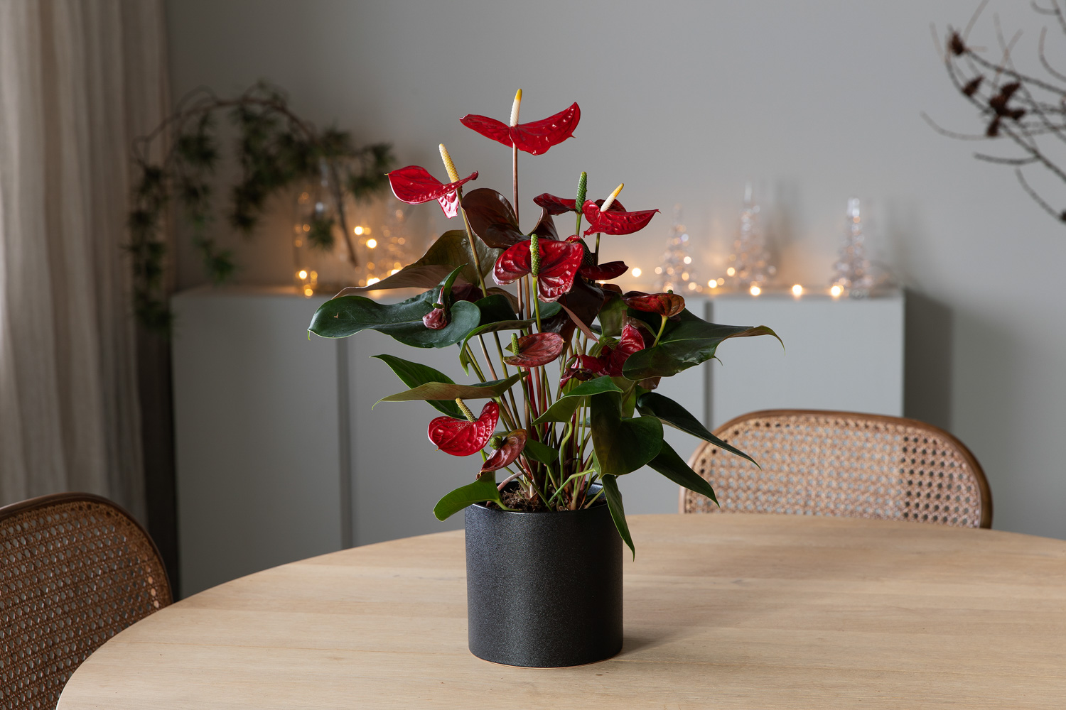 Anthurium